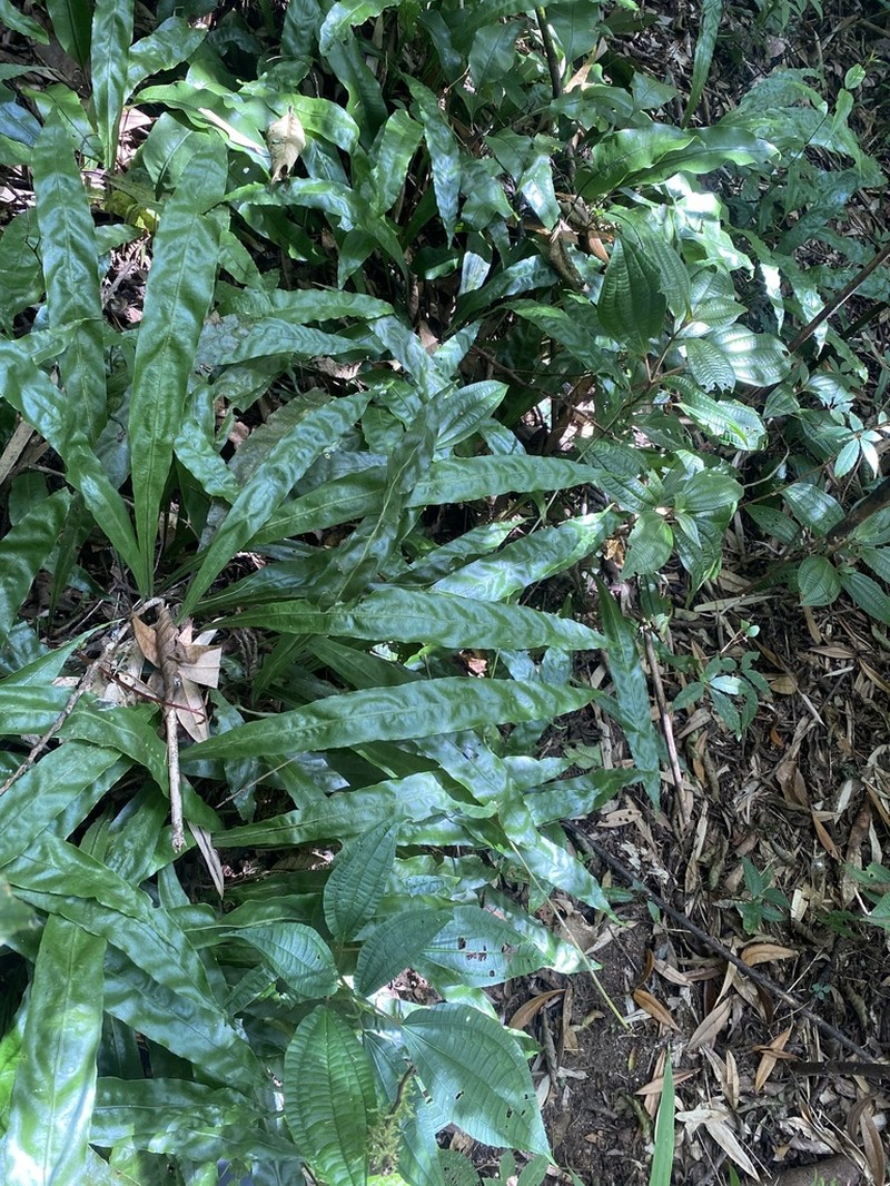 Lepisorus maculosus photo 3