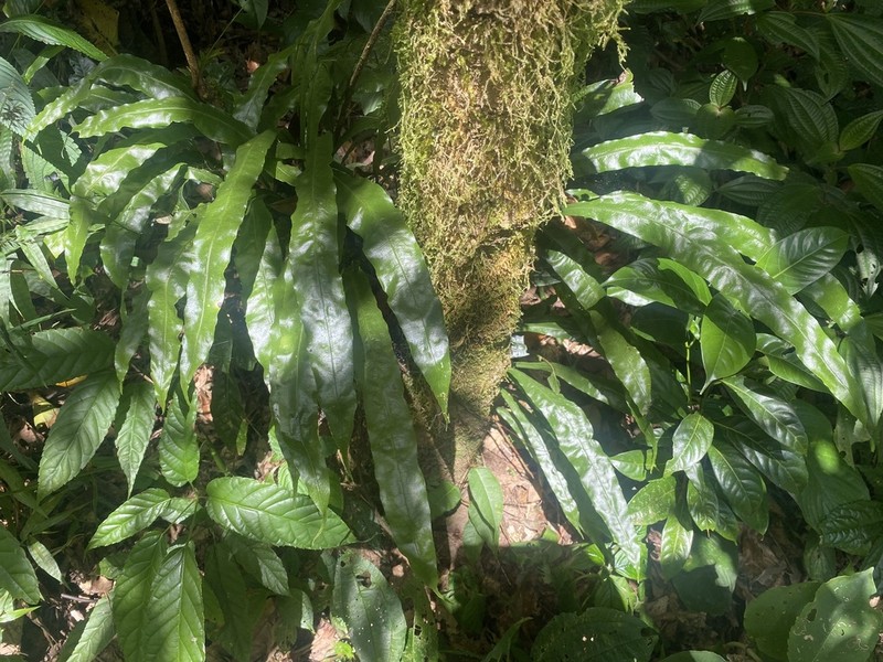 Lepisorus maculosus photo 4