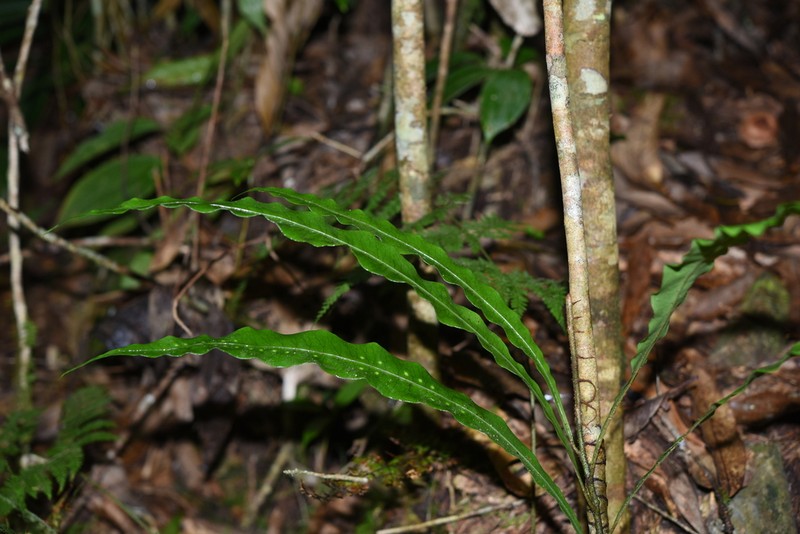 Lepisorus maculosus photo 5