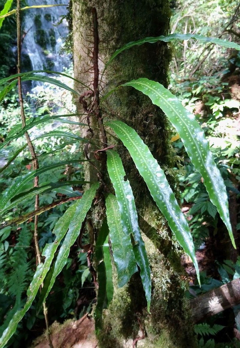 Lepisorus maculosus photo 6