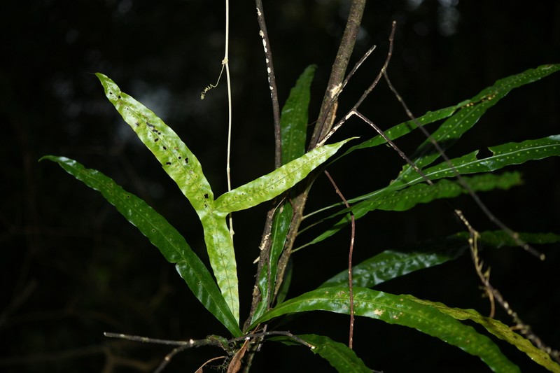 Lepisorus maculosus photo 7