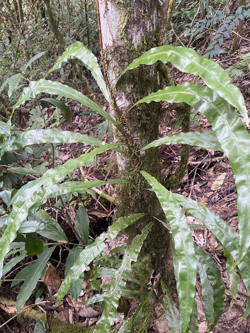 Lepisorus maculosus photo 8