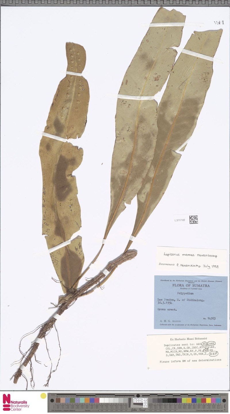 Lepisorus mamas