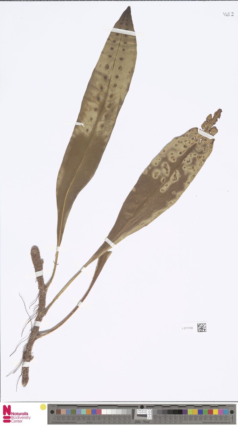 Lepisorus mamas photo 2