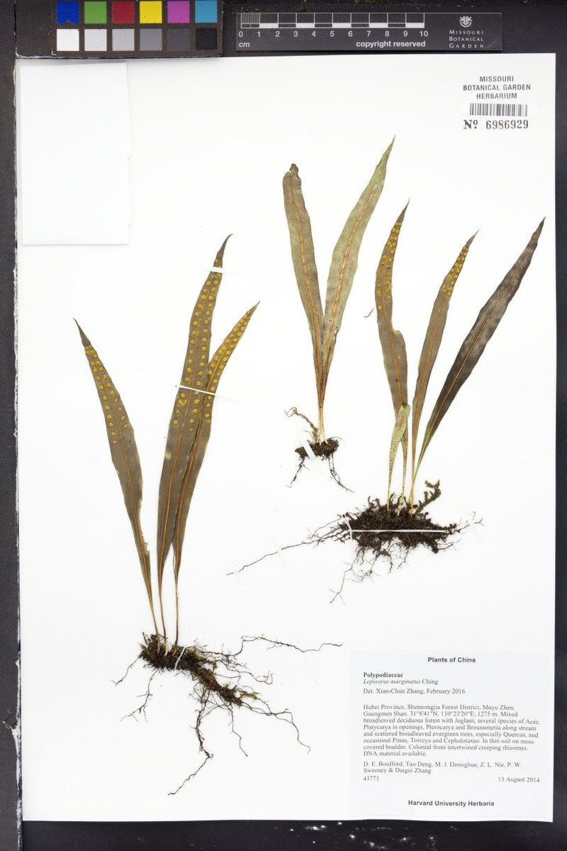Lepisorus marginatus photo 2