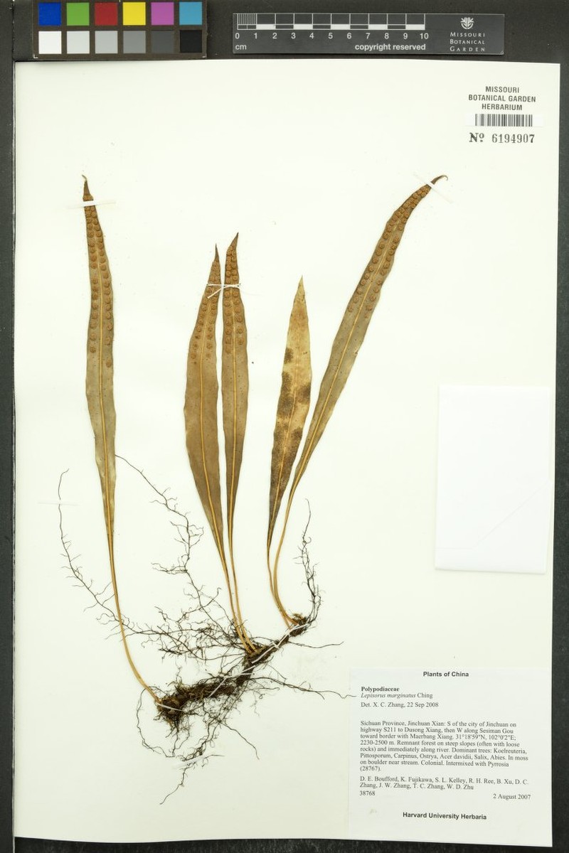 Lepisorus marginatus photo 4