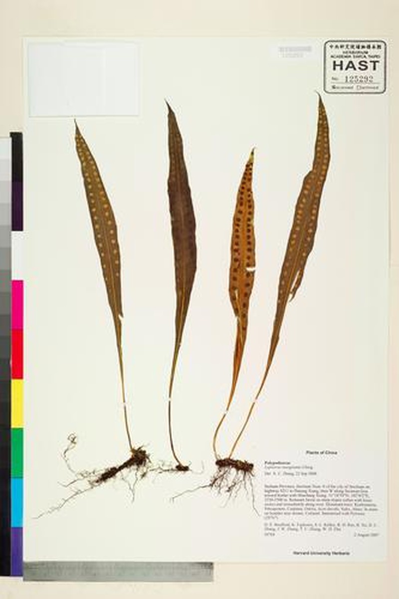 Lepisorus marginatus photo 5