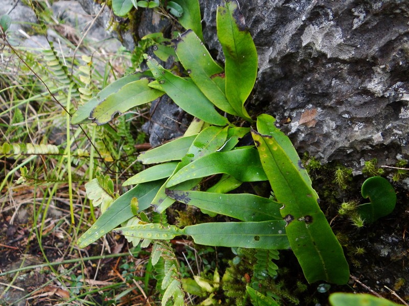 Lepisorus megasorus