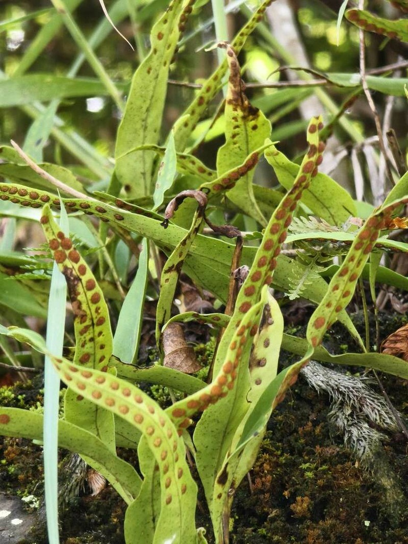 Lepisorus megasorus photo 2