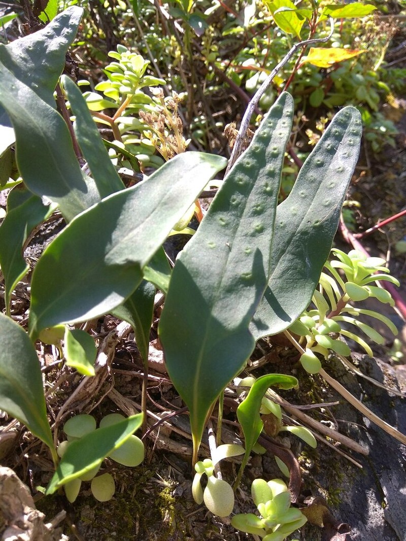 Lepisorus megasorus photo 3