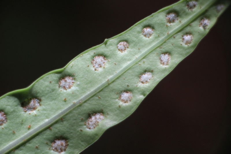 Lepisorus megasorus photo 4