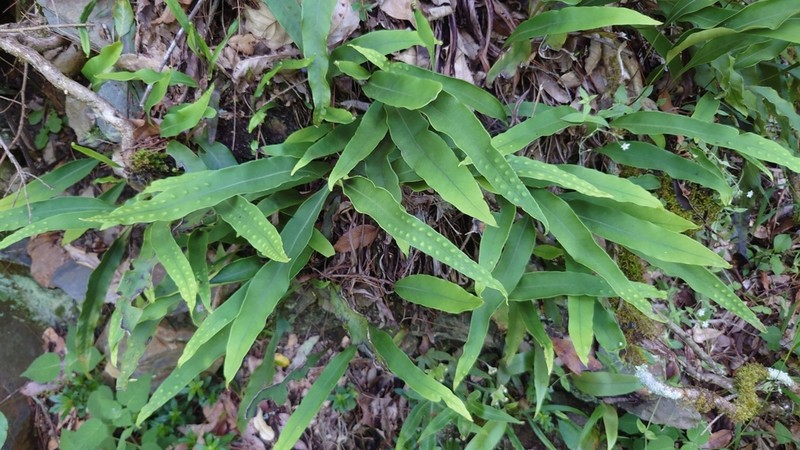Lepisorus megasorus photo 5