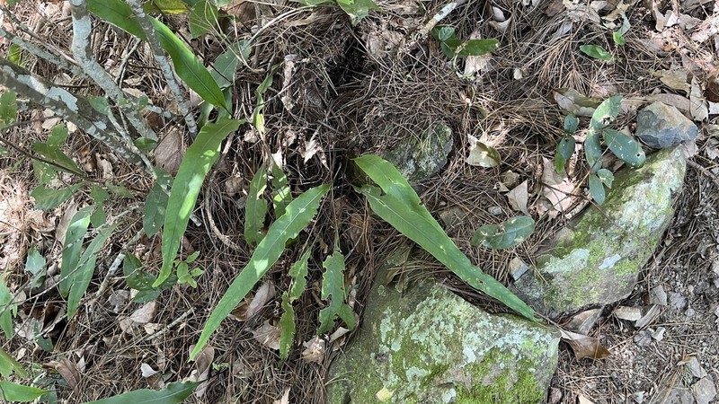 Lepisorus megasorus photo 6
