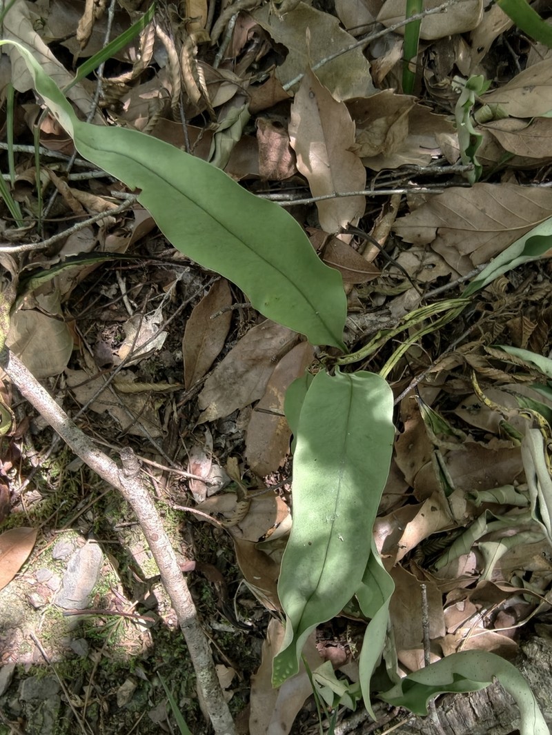 Lepisorus megasorus photo 7