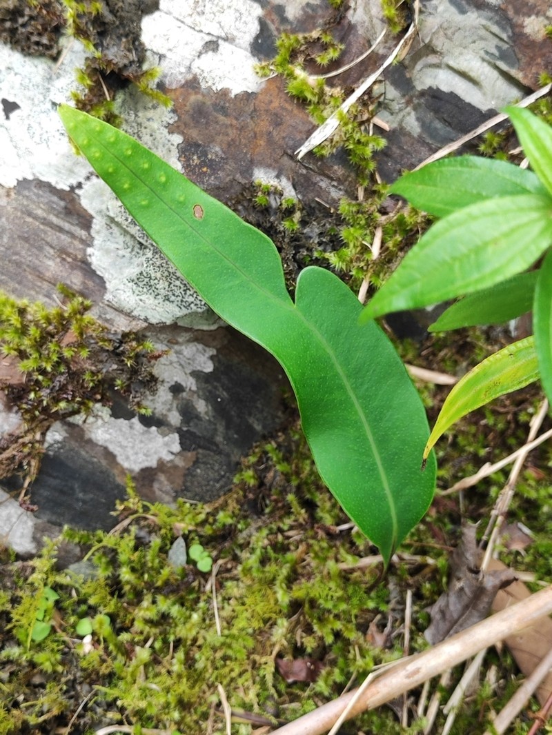 Lepisorus megasorus photo 8