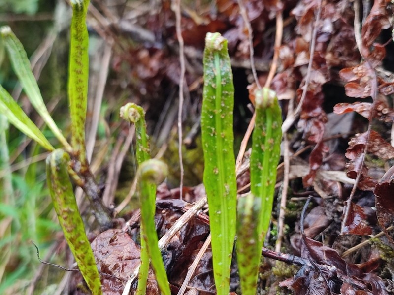 Lepisorus mehrae