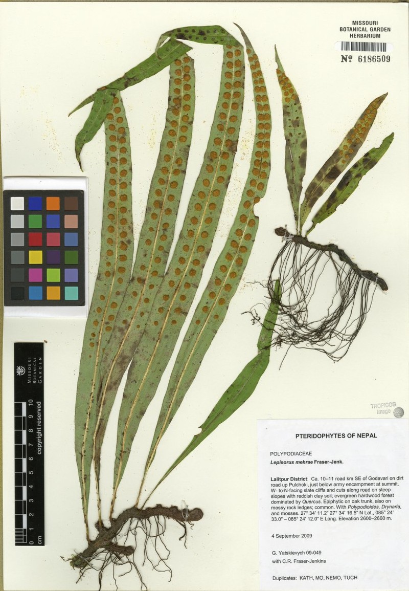 Lepisorus mehrae photo 2