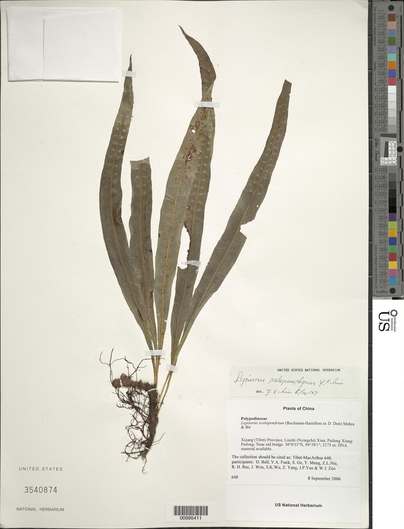 Lepisorus mehrae photo 3
