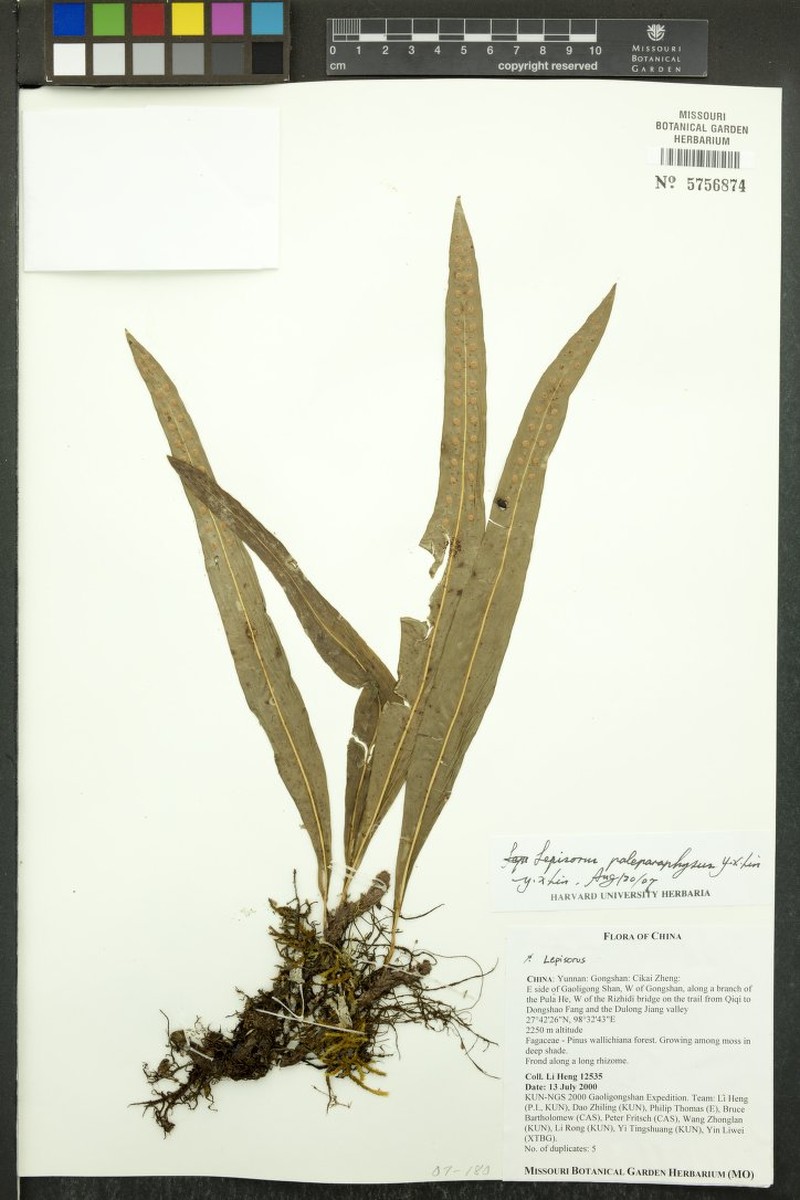 Lepisorus mehrae photo 4