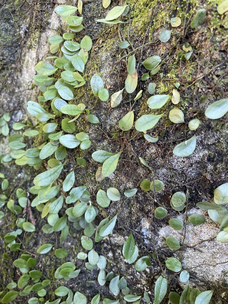 Lepisorus microphyllus