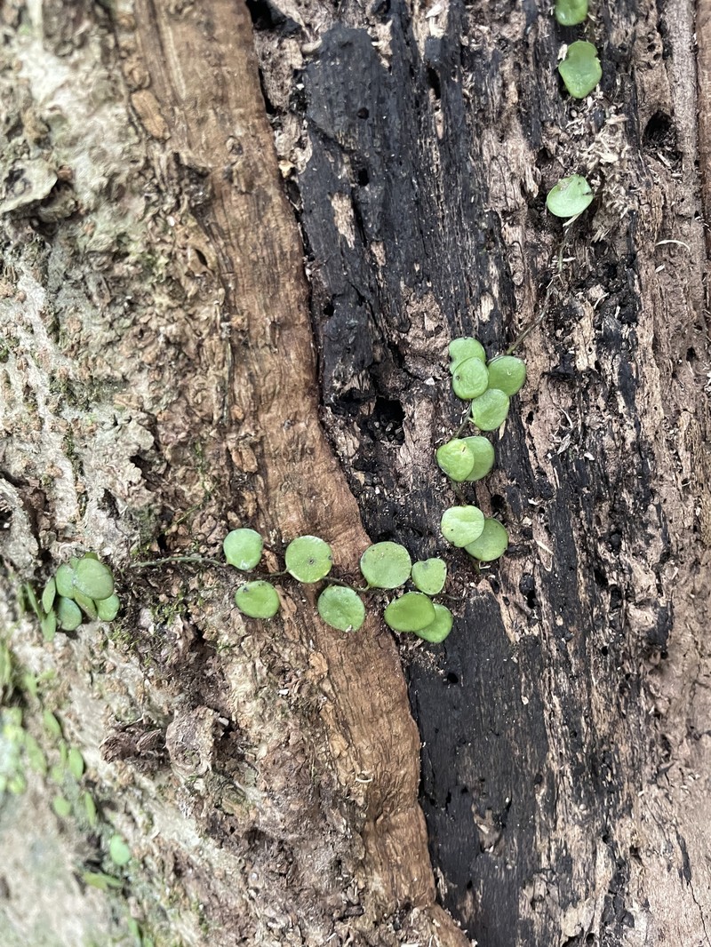Lepisorus microphyllus photo 2