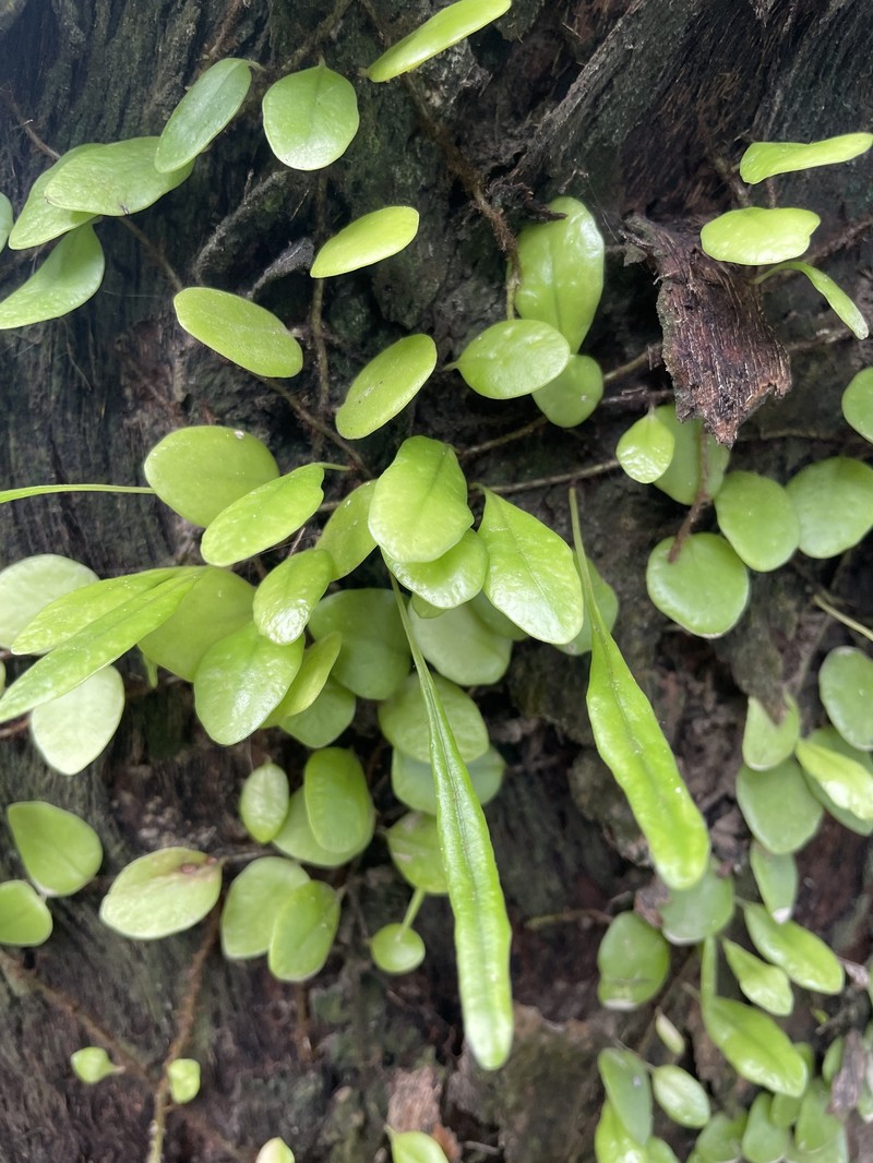 Lepisorus microphyllus photo 3