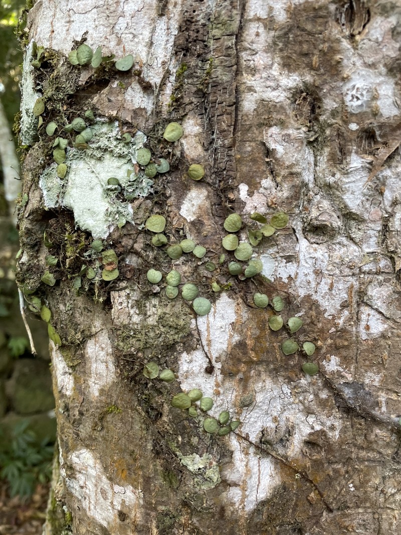 Lepisorus microphyllus photo 4