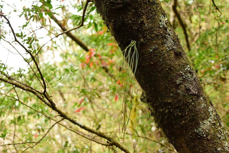 Lepisorus miyoshianus photo 2