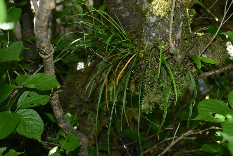 Lepisorus miyoshianus photo 3