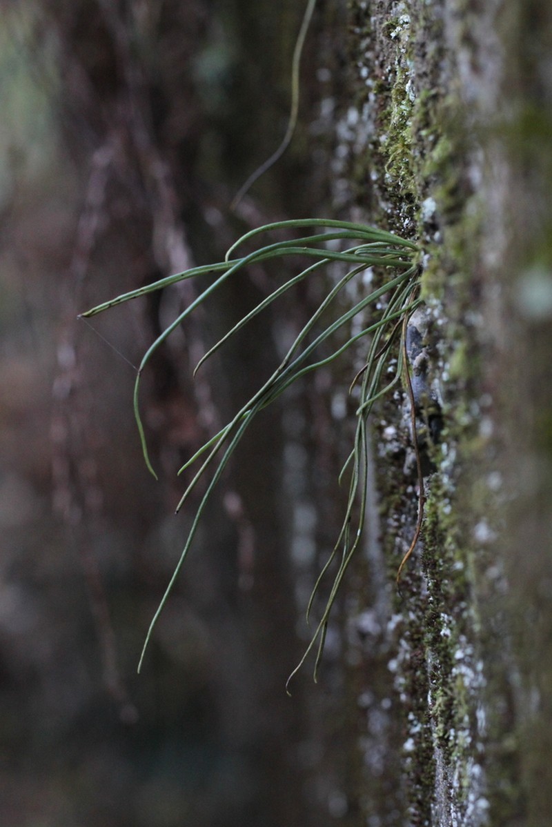 Lepisorus miyoshianus photo 6