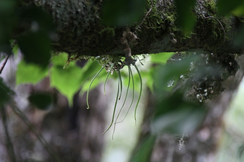 Lepisorus miyoshianus photo 8