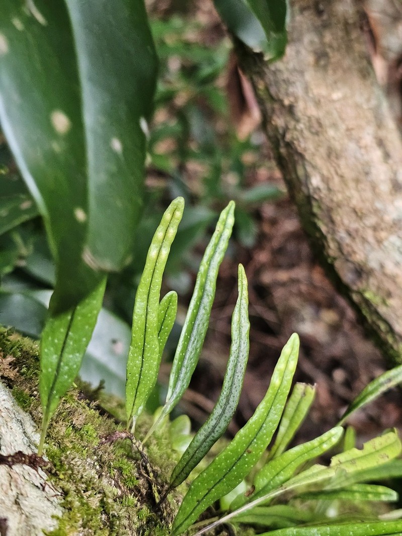 Lepisorus monilisorus photo 2