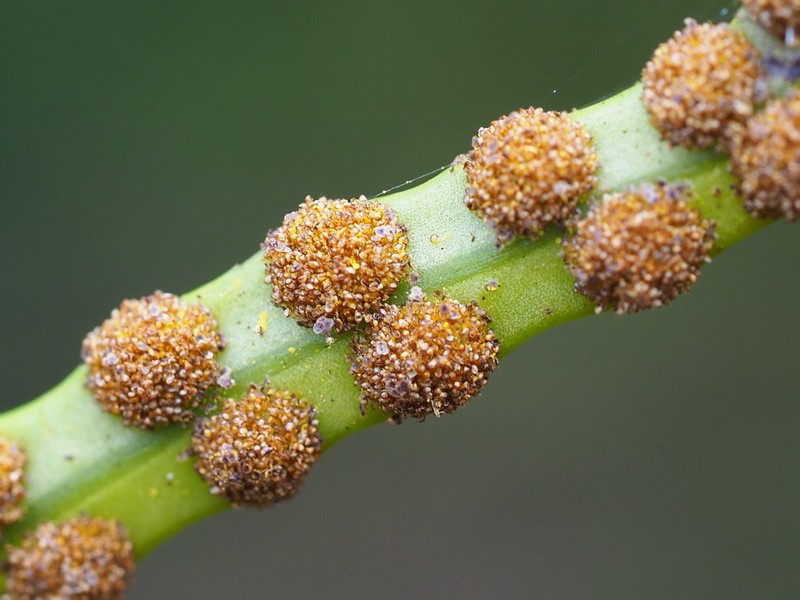 Lepisorus monilisorus photo 3