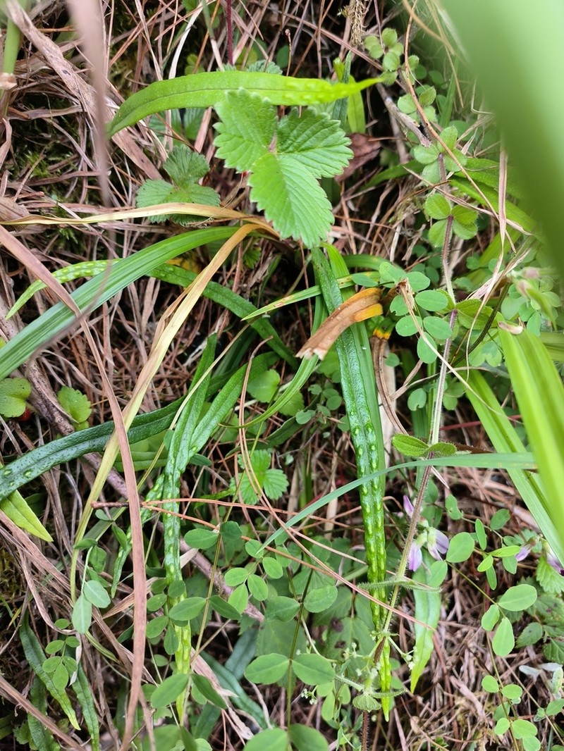 Lepisorus monilisorus photo 4