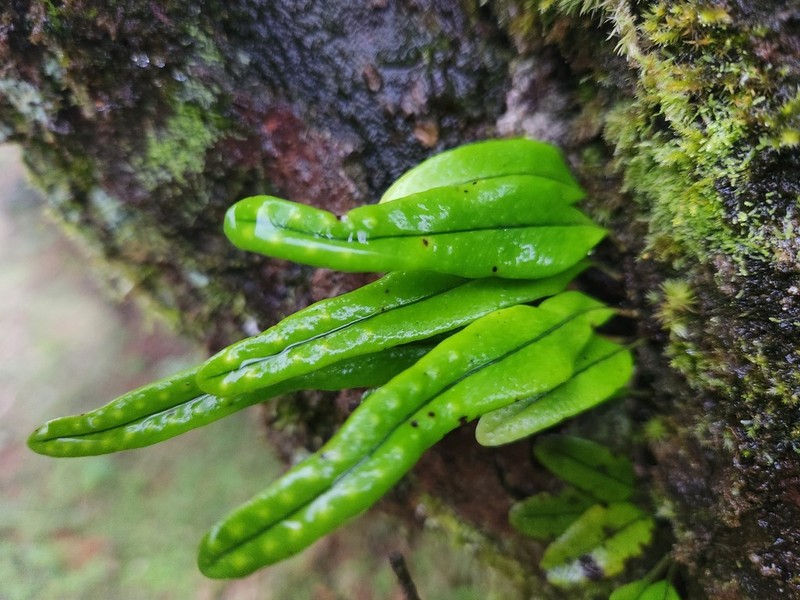 Lepisorus monilisorus photo 6