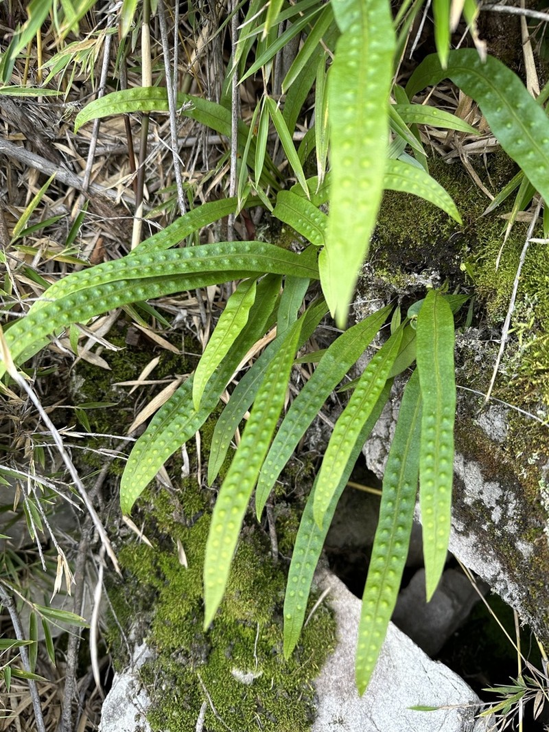 Lepisorus morrisonensis