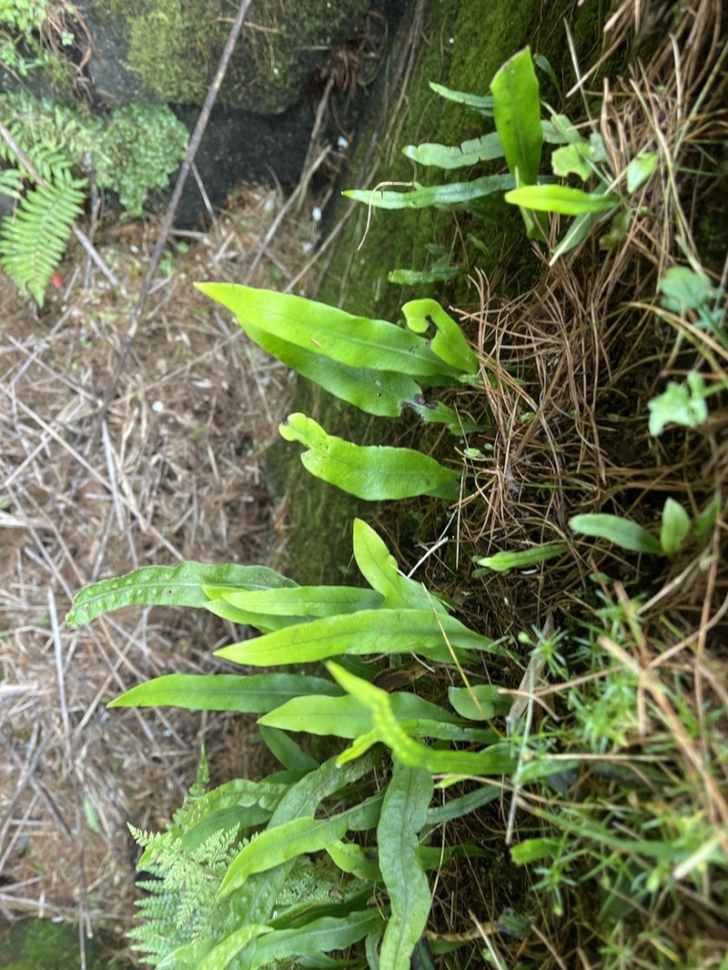 Lepisorus morrisonensis photo 2