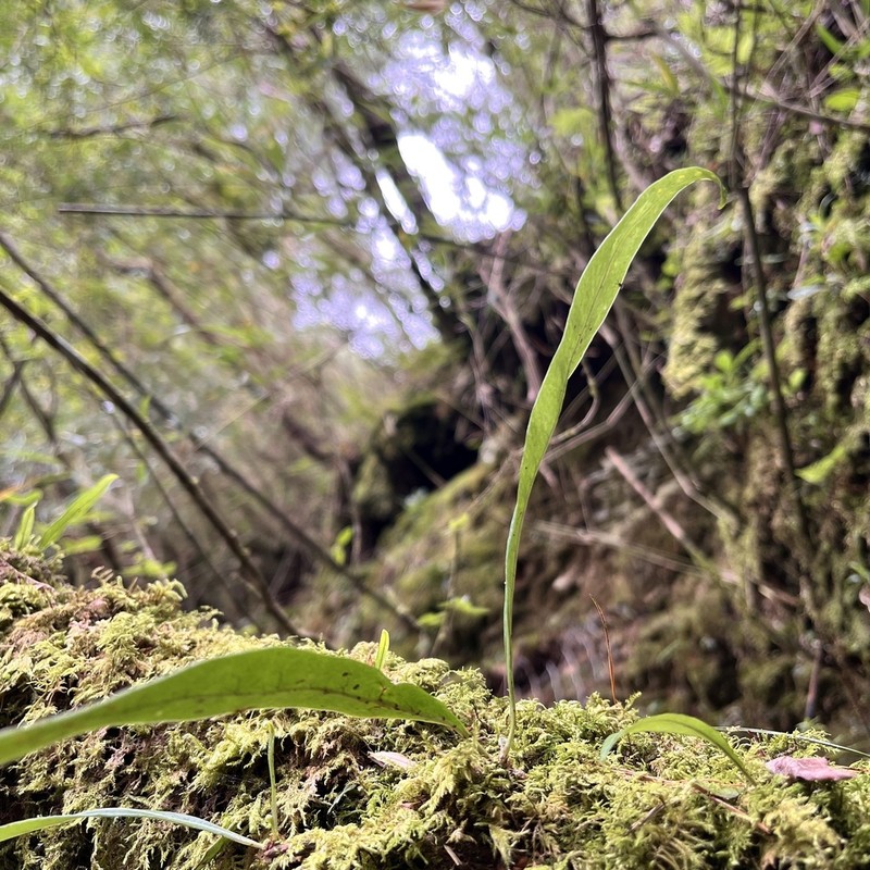 Lepisorus morrisonensis photo 3