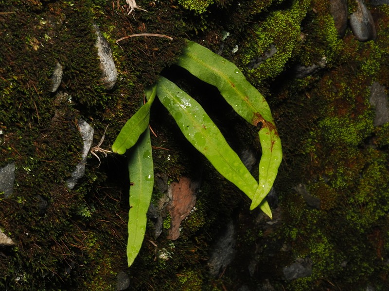 Lepisorus morrisonensis photo 4