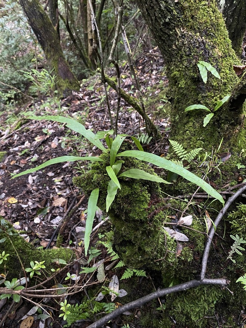 Lepisorus morrisonensis photo 5