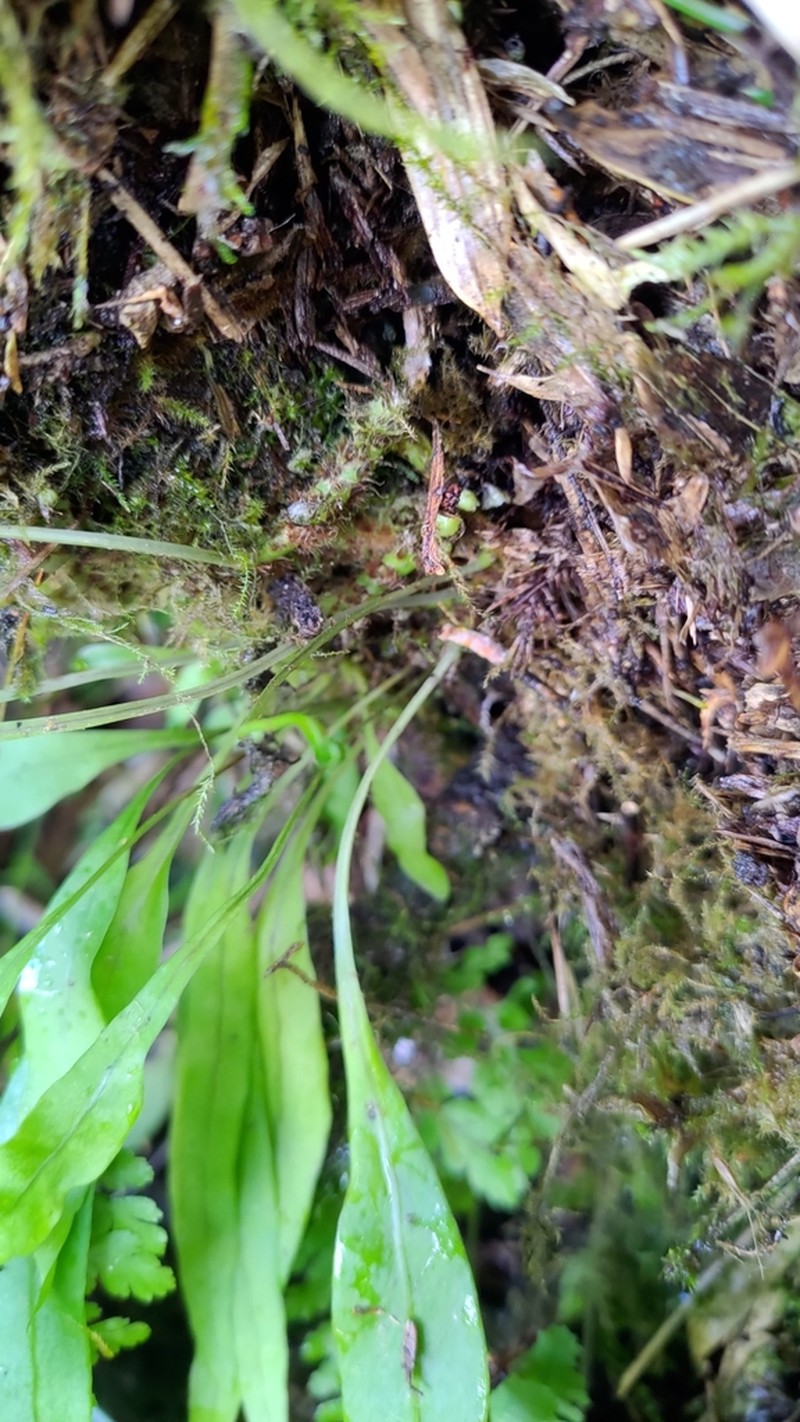 Lepisorus morrisonensis photo 6