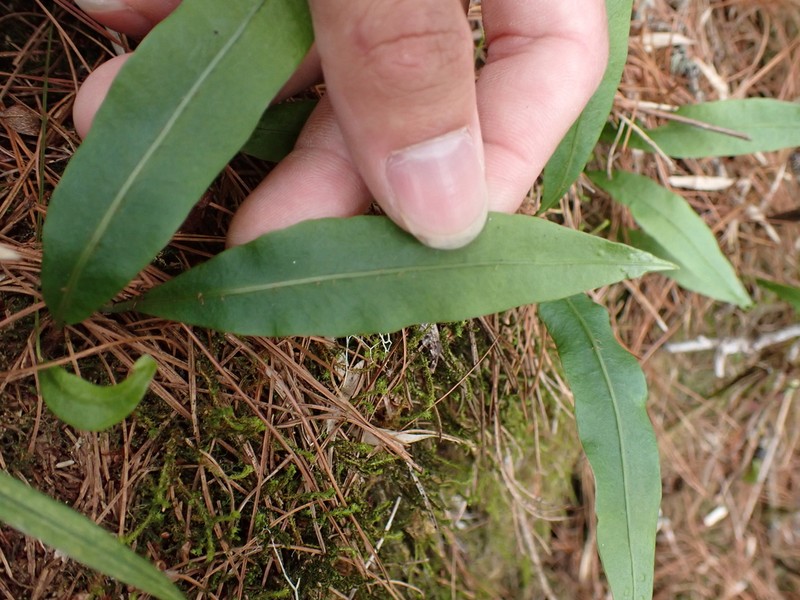 Lepisorus morrisonensis photo 7