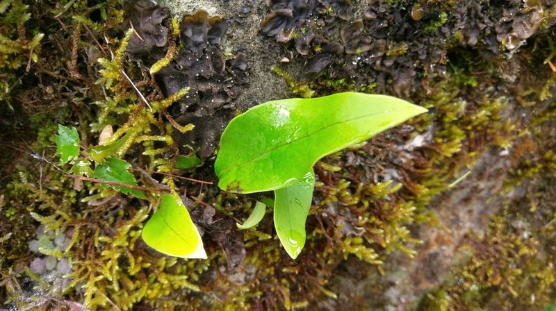 Lepisorus morrisonensis photo 8