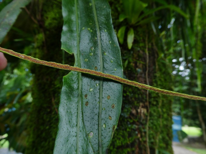 Narrowtip Lepisorus photo 3