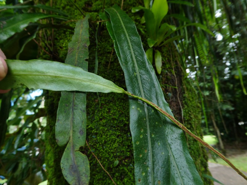 Narrowtip Lepisorus photo 6