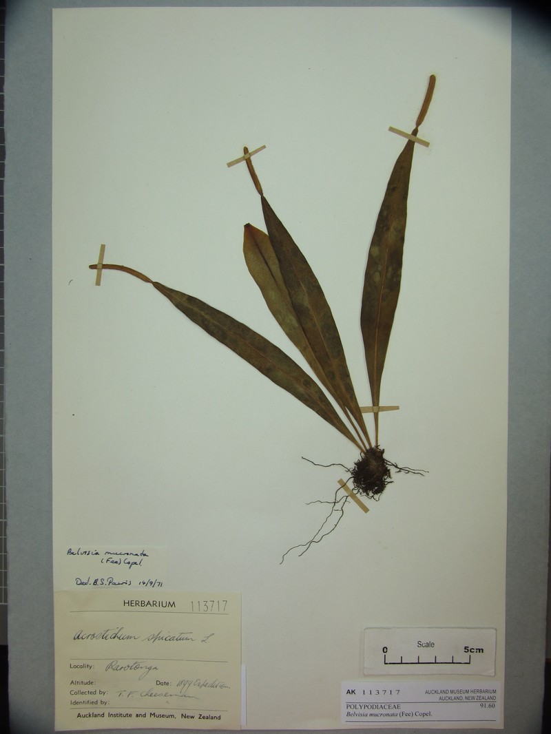 Narrowtip Lepisorus photo 7