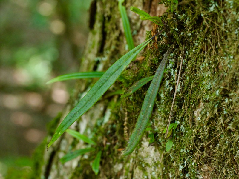 Lepisorus nigripes photo 2