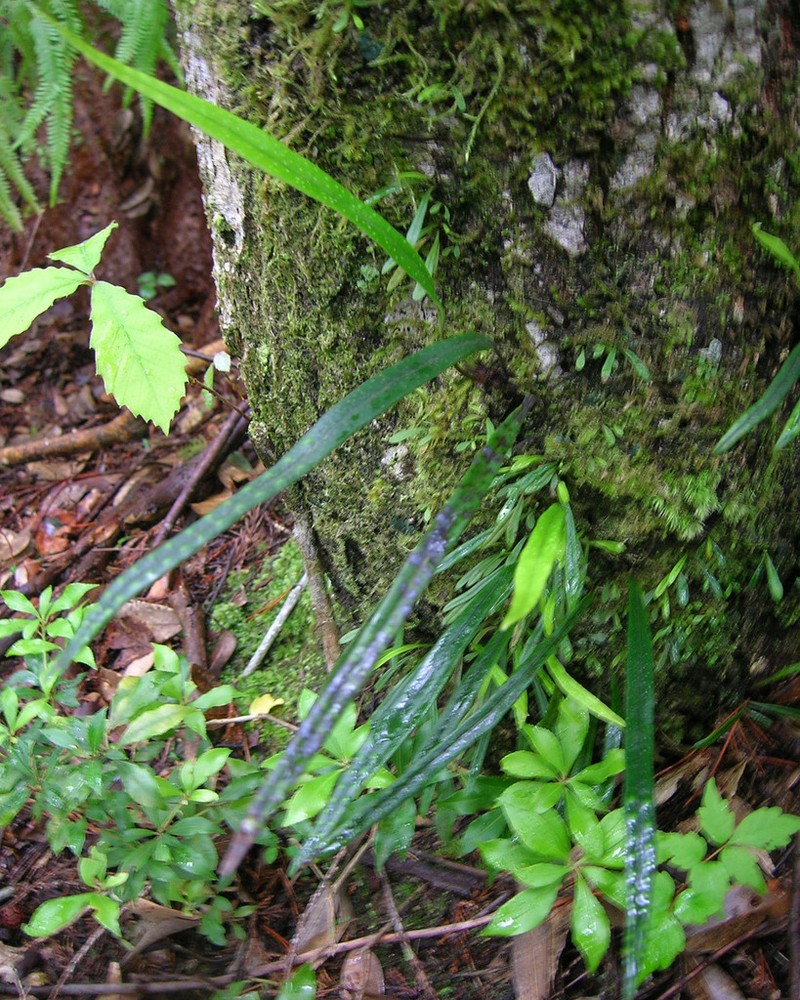 Lepisorus nigripes photo 4