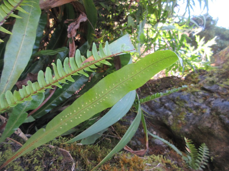 Lepisorus normalis