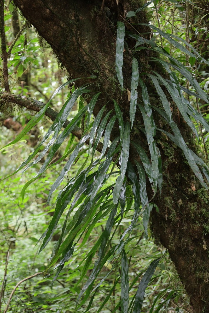 Lepisorus normalis photo 2